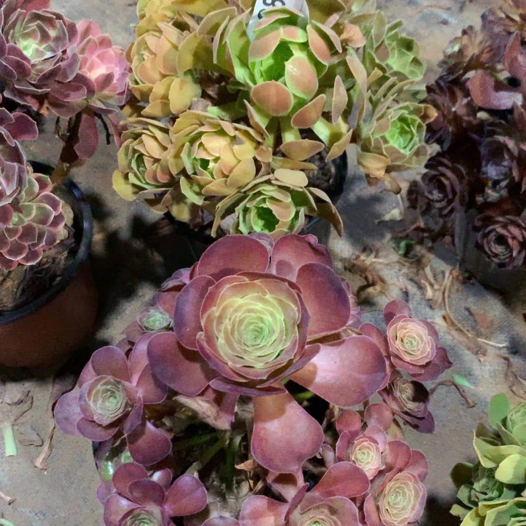 雅典娜280➕媚金玫瑰