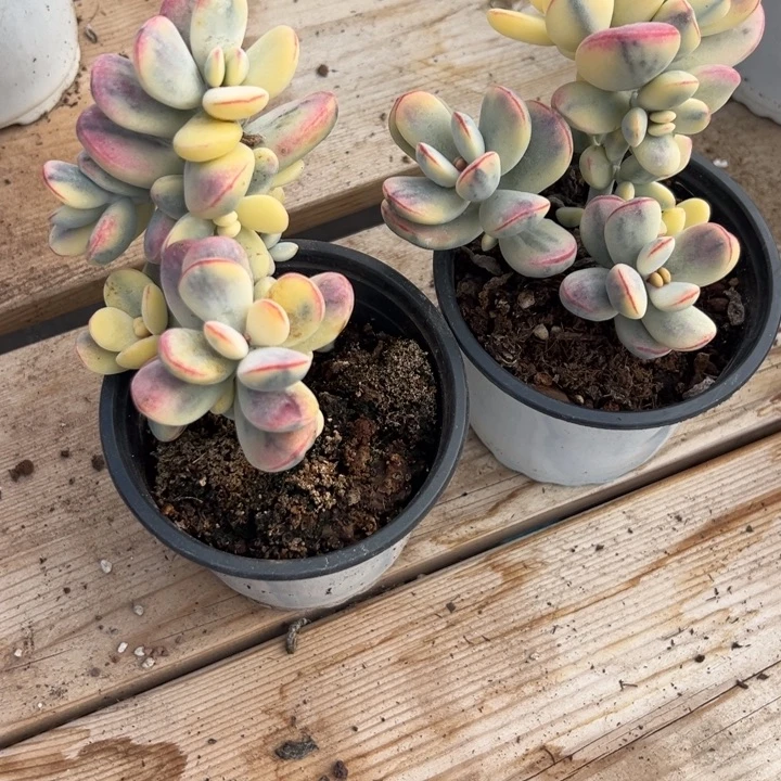 无花朵908号福娘锦两个无砍