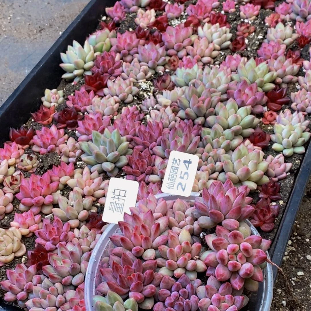 254的人都量拍12颗车厘子