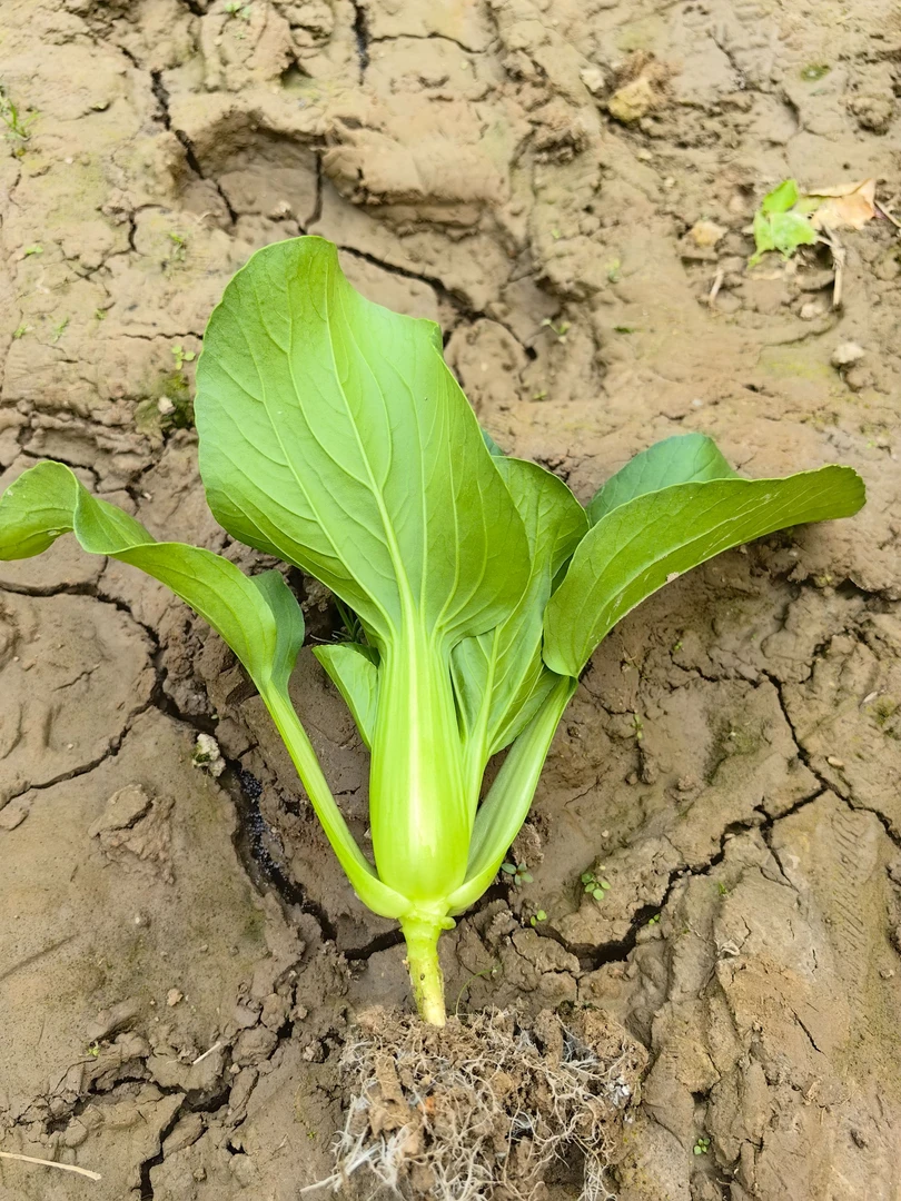 上海青种子青梗菜种子绿叶油菜籽阳台盆栽四季播蔬菜种子口感脆嫩