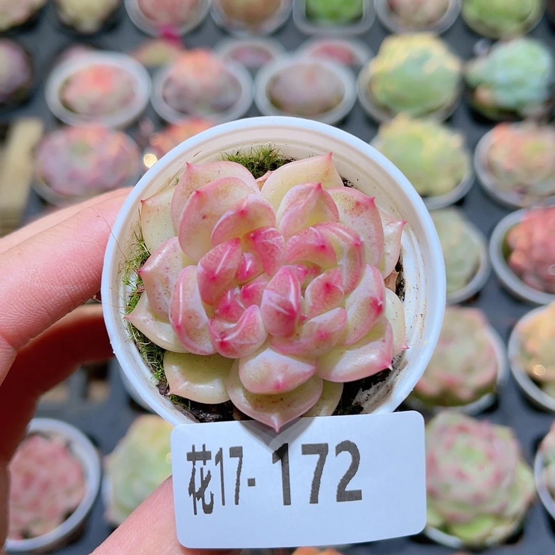 花利美17-172新品