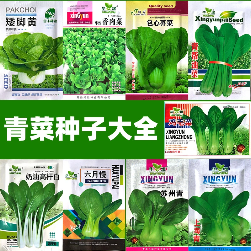 四季青菜大全鸡毛菜上海青苏州青各种青菜种子蔬菜