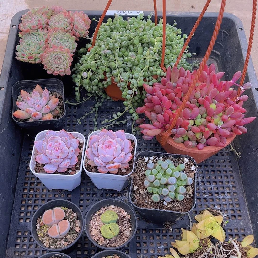 多肉402多肉植物