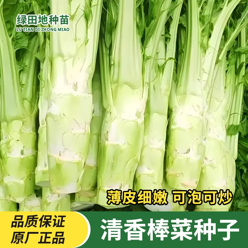 四川棒菜种子大棒薄皮芥菜种子棒棒菜种子春秋季秋播家庭蔬菜种子