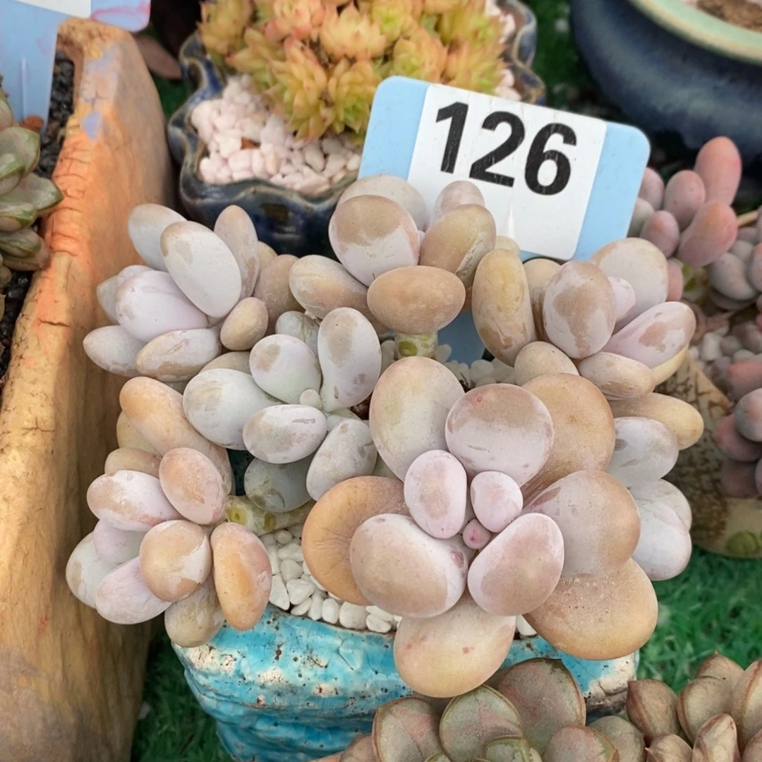 蛋黄奶多肉植物盆栽