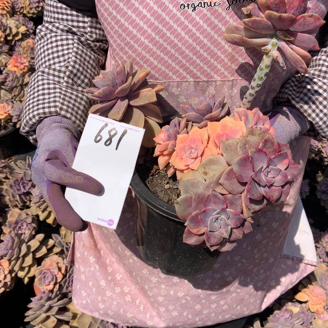 可*一物一拍外播多肉紫了锦681