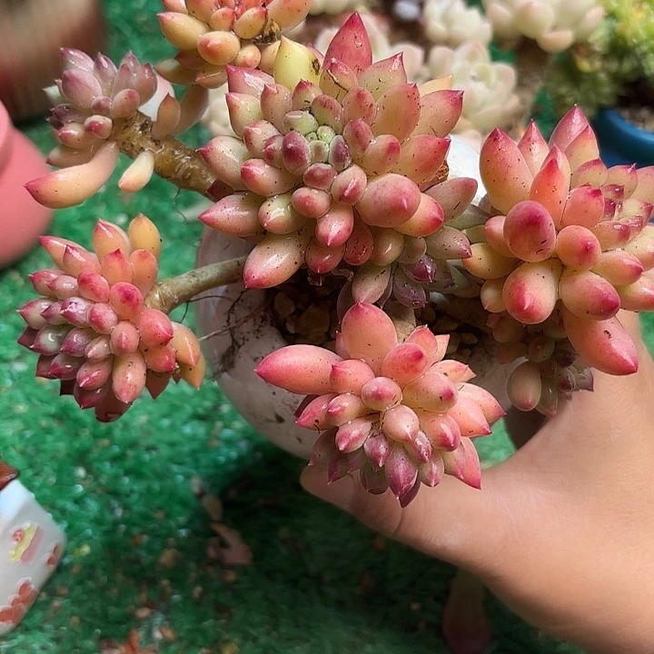 二代虞一颗 一物一拍
