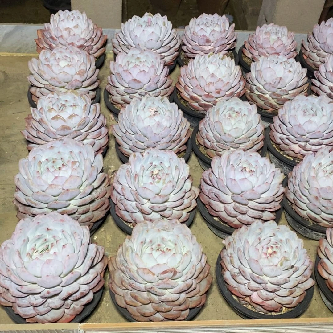 啊军喵多肉橙子单头38包邮