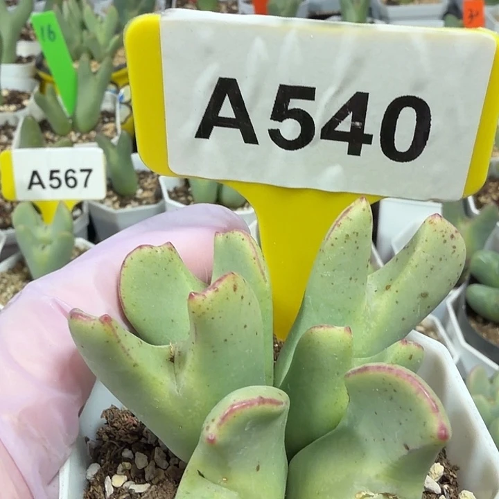 540mmmmmmmmnmmnmmmmm