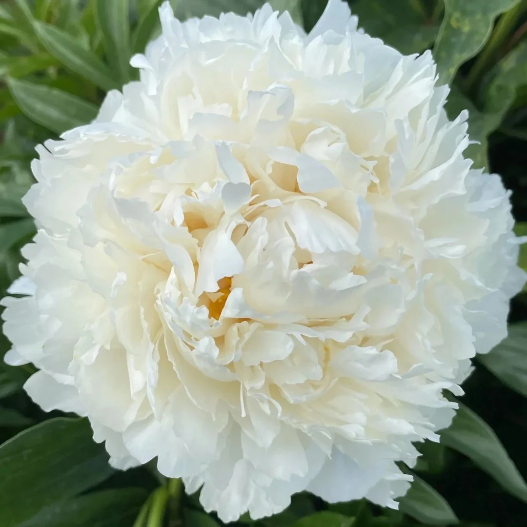 【奶油碗】芍药花苗，耐寒耐旱。送肥料