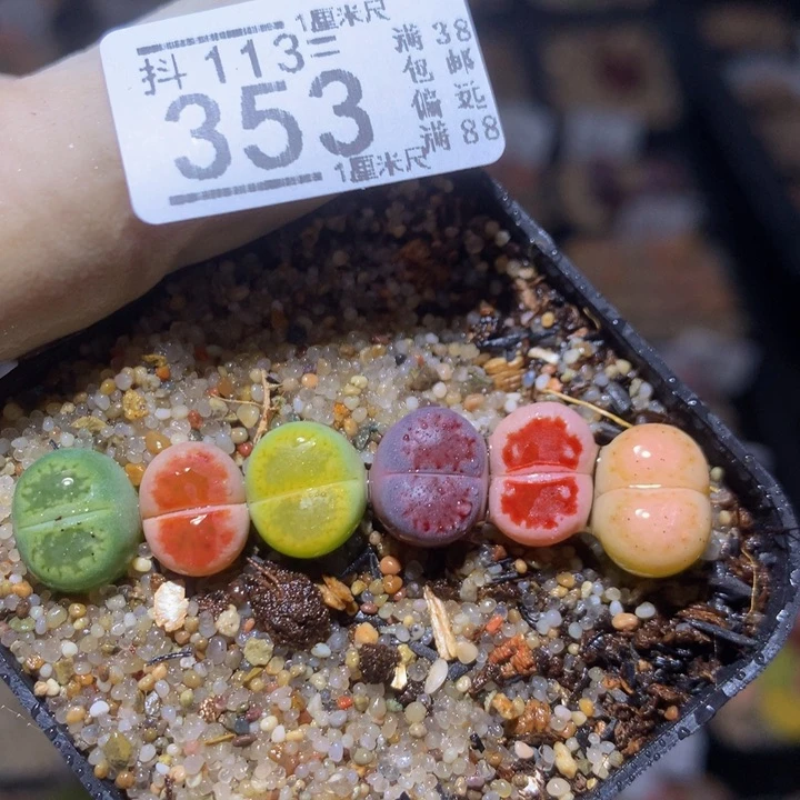 精品生石花113.353