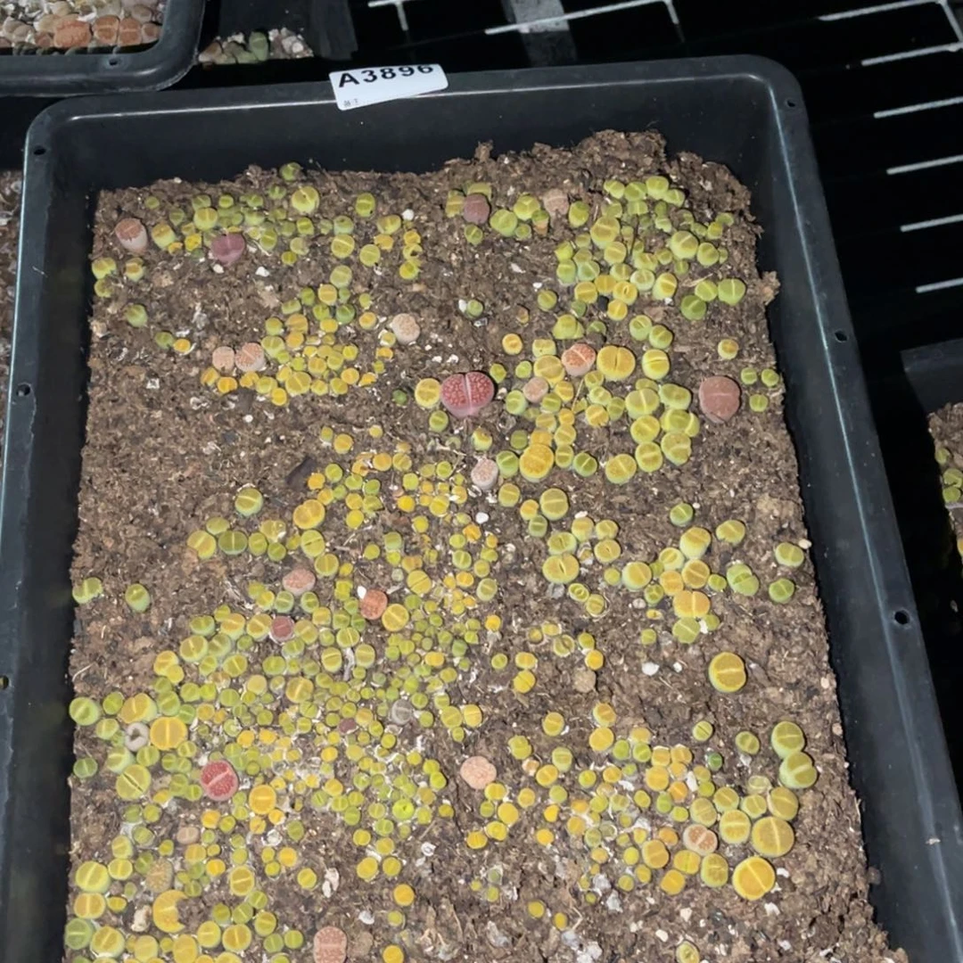 3896福利筐黄巴里带土不售后