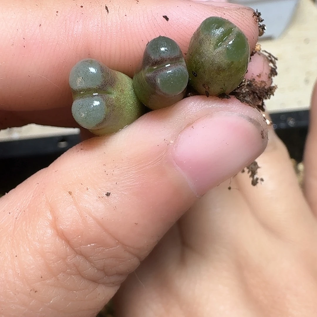 1颗一组量拍磁铁多肉植物