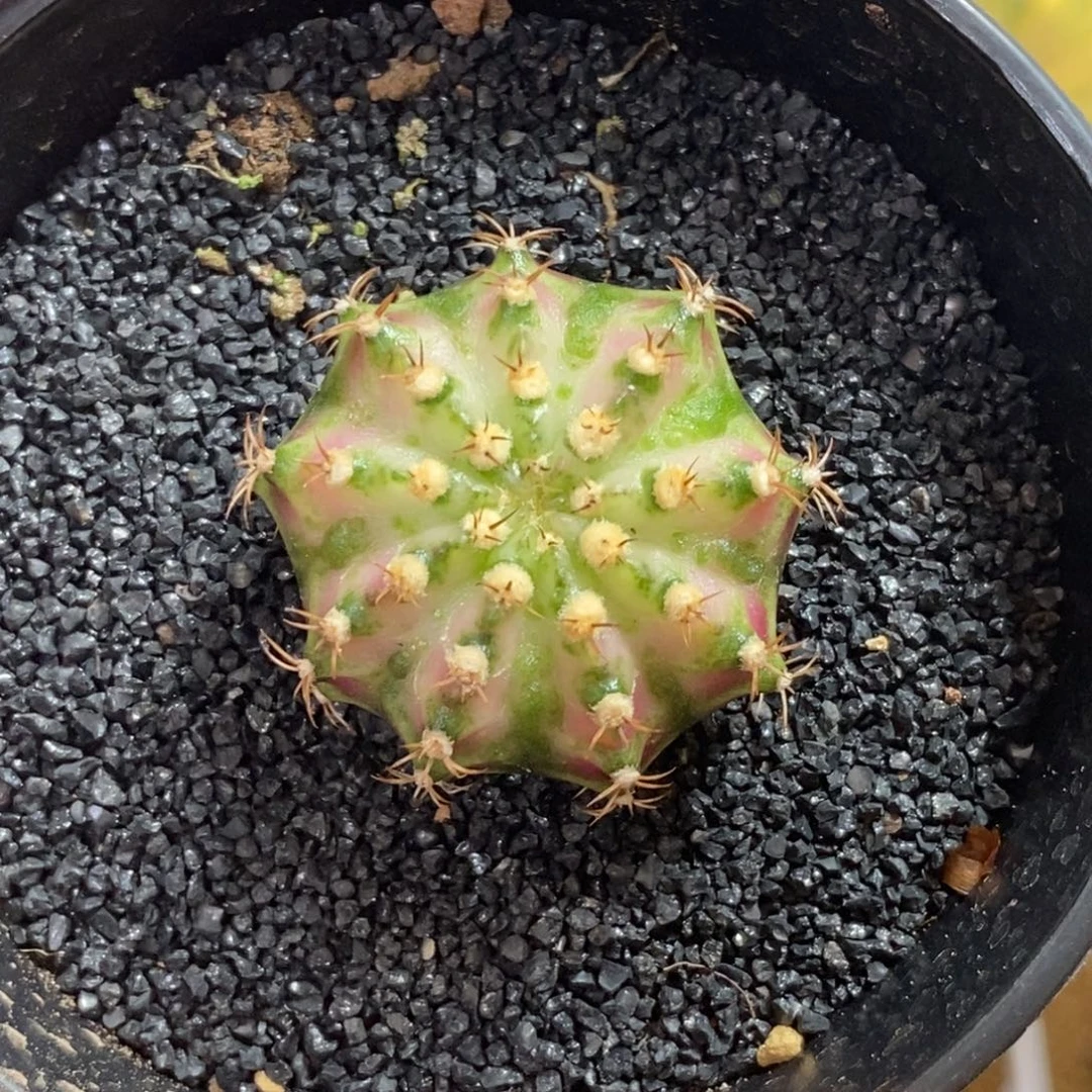 精品海神—脱土发货26