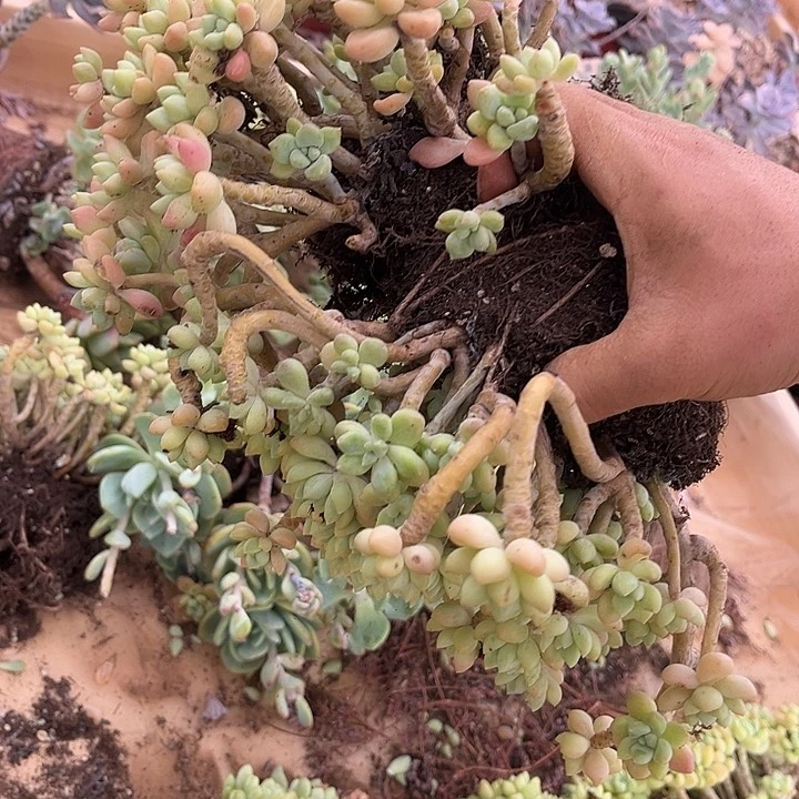 奶酪蛋糕2颗9.99多肉植物