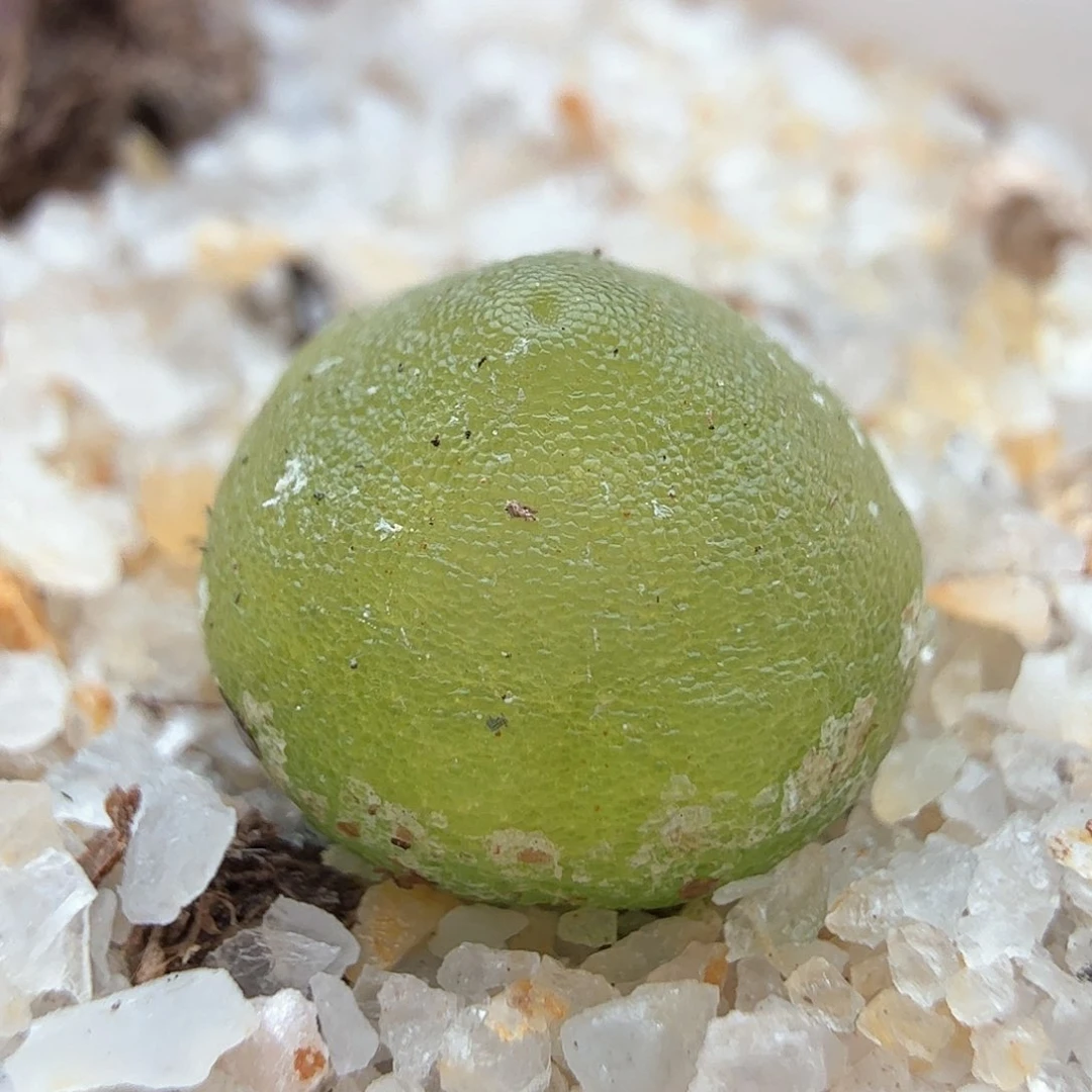 1.10.20/3年0.9厘米哈莫灯泡