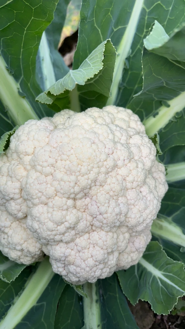 白花菜农村山货土货 新鲜采摘生鲜蔬菜