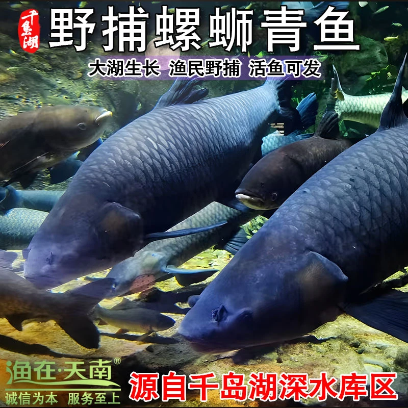 正宗千岛湖生态野捕螺蛳青鱼黑皖鱼巨物大青鱼活鱼新鲜顺丰包邮