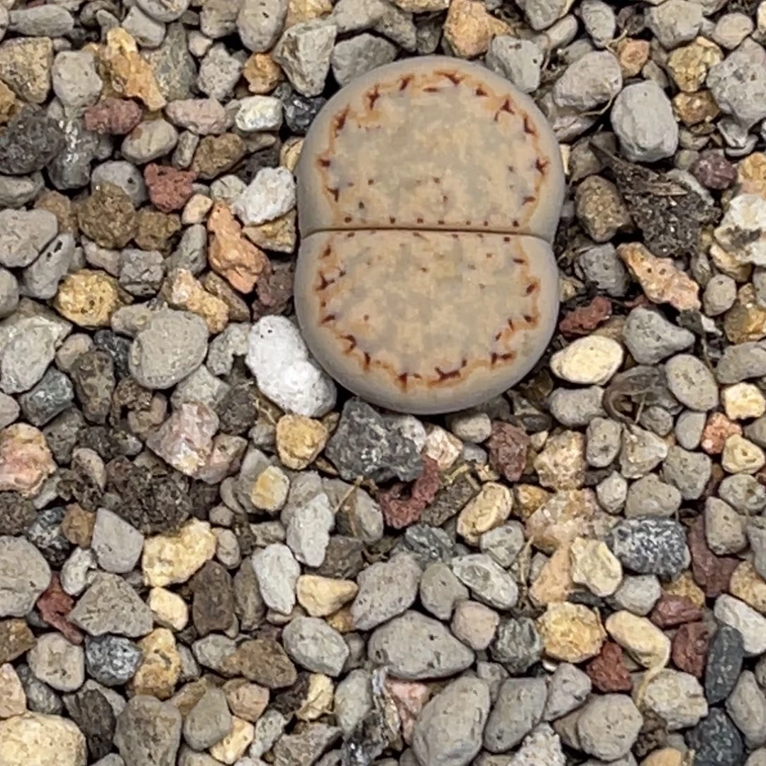 5795金边217饼干尺寸1.6