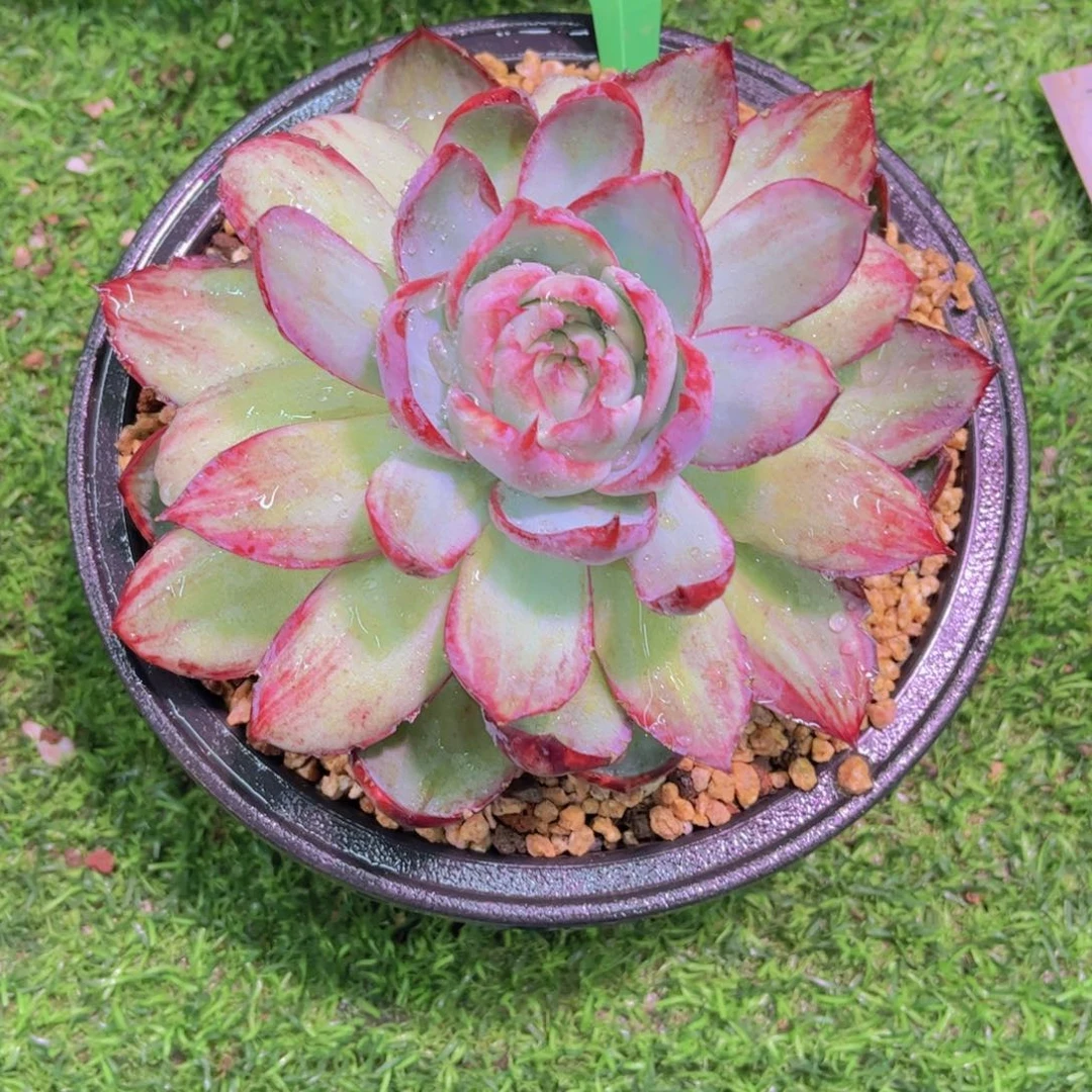 盼***盼惊鸿Ａ838一颗一物一拍