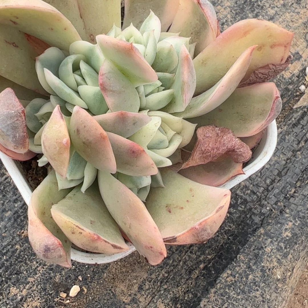 悦**好多肉植物多肉植物