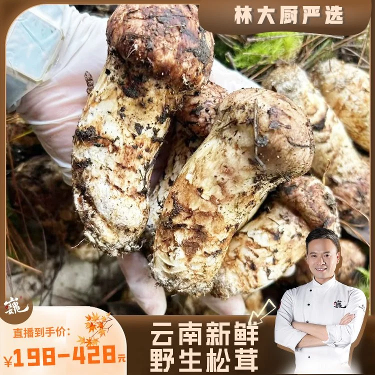 【林大厨专属】云南新鲜松茸 5-12CM及以上，顺丰直发DSH