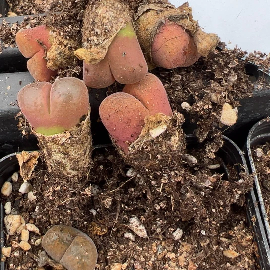 6-194风铃多肉植物