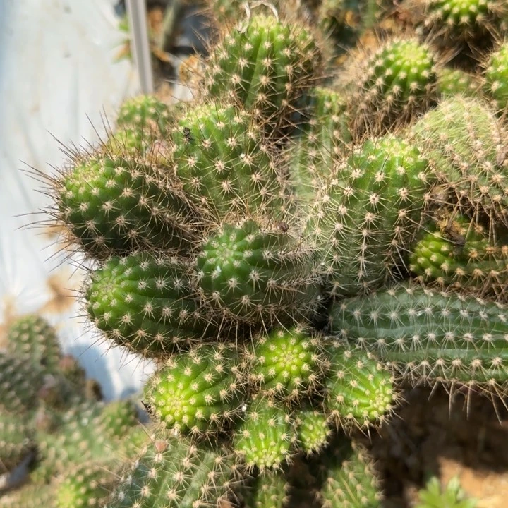 金眼睛白檀单颗带跟