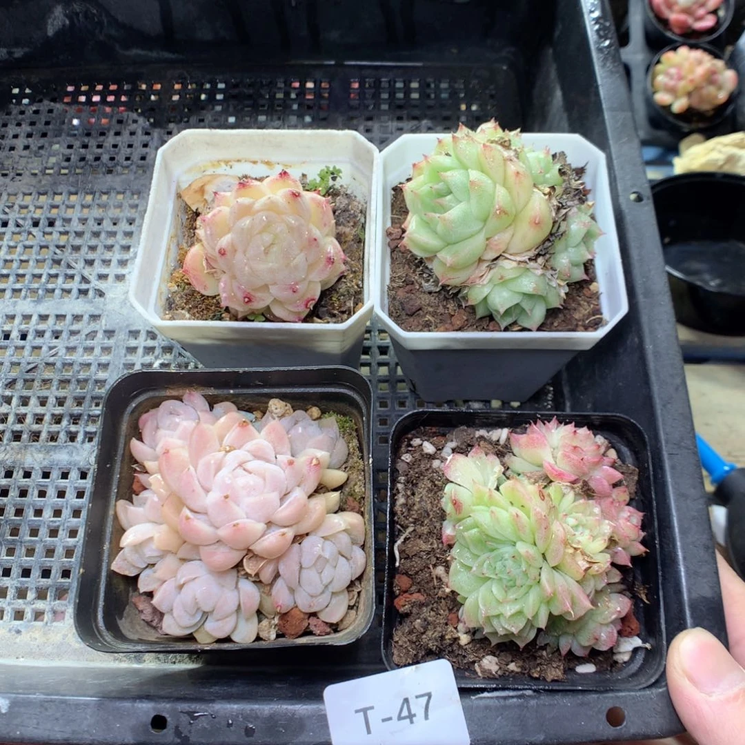 T47y y y y y y y y y y