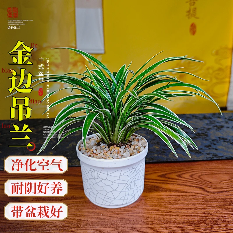 金边吊兰盆栽客厅绿植室内净化空气花卉办公室桌面垂吊植物好养活