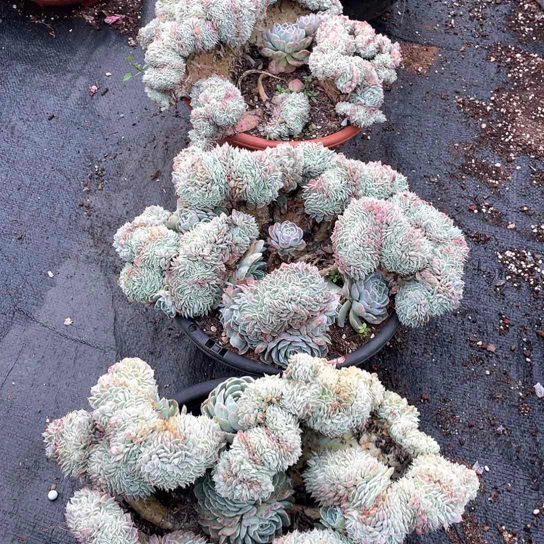 香妃月影缀化22.8米