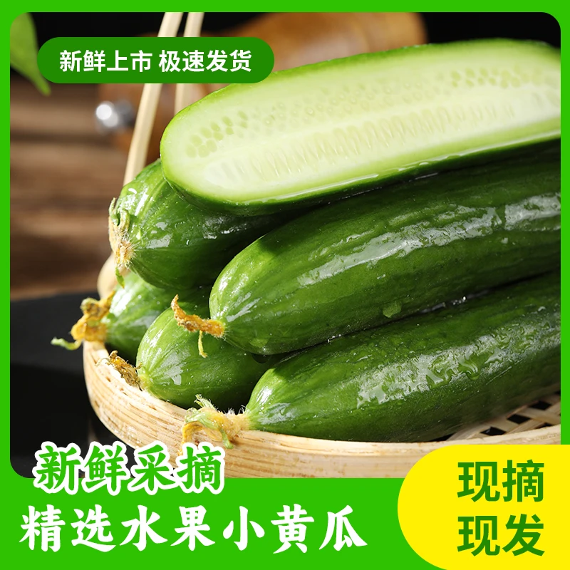 山东寿光水果黄瓜3斤无刺产地直发精品清甜多汁脆甜水果小青瓜