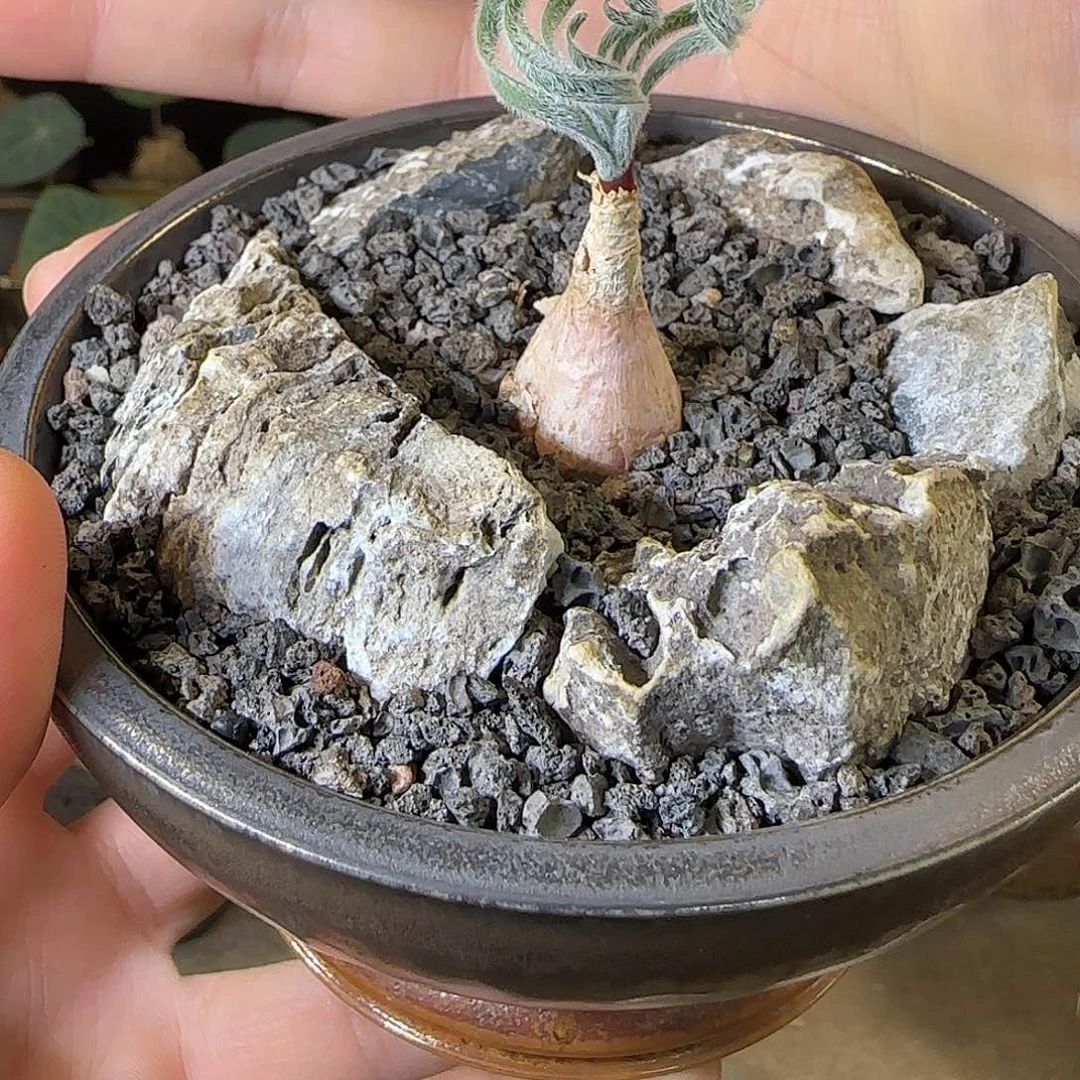 一物一拍弹簧草258