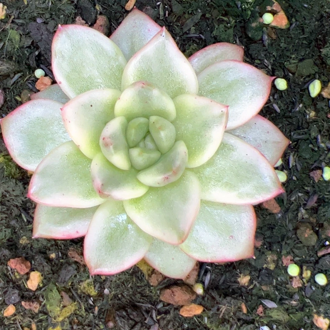 宝石，多肉植物组合