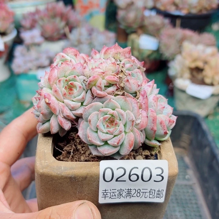 幸运的是我还没遇到你呢我