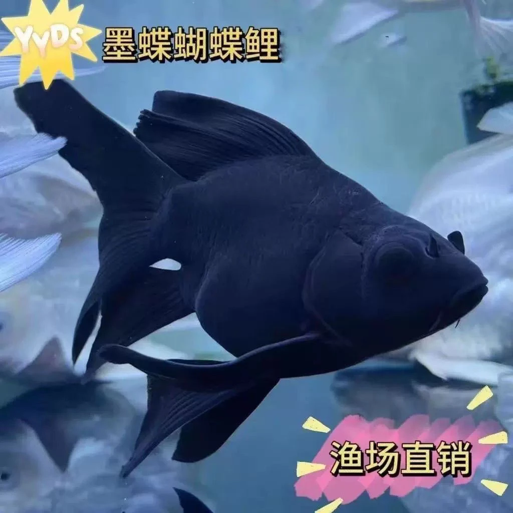 台湾纯种墨蝶高颜值四代大尾蝴蝶鲤观赏冷水鱼好养耐活鱼观赏鱼