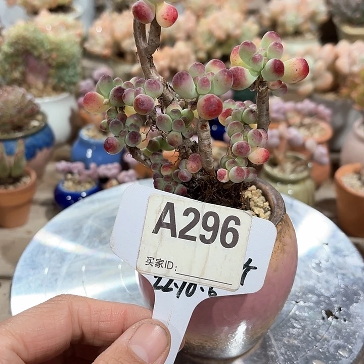 思***5z b x xv g 296