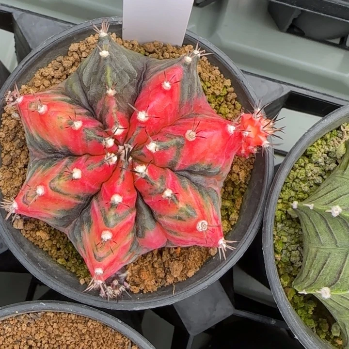 20-0208实生脱土发多肉