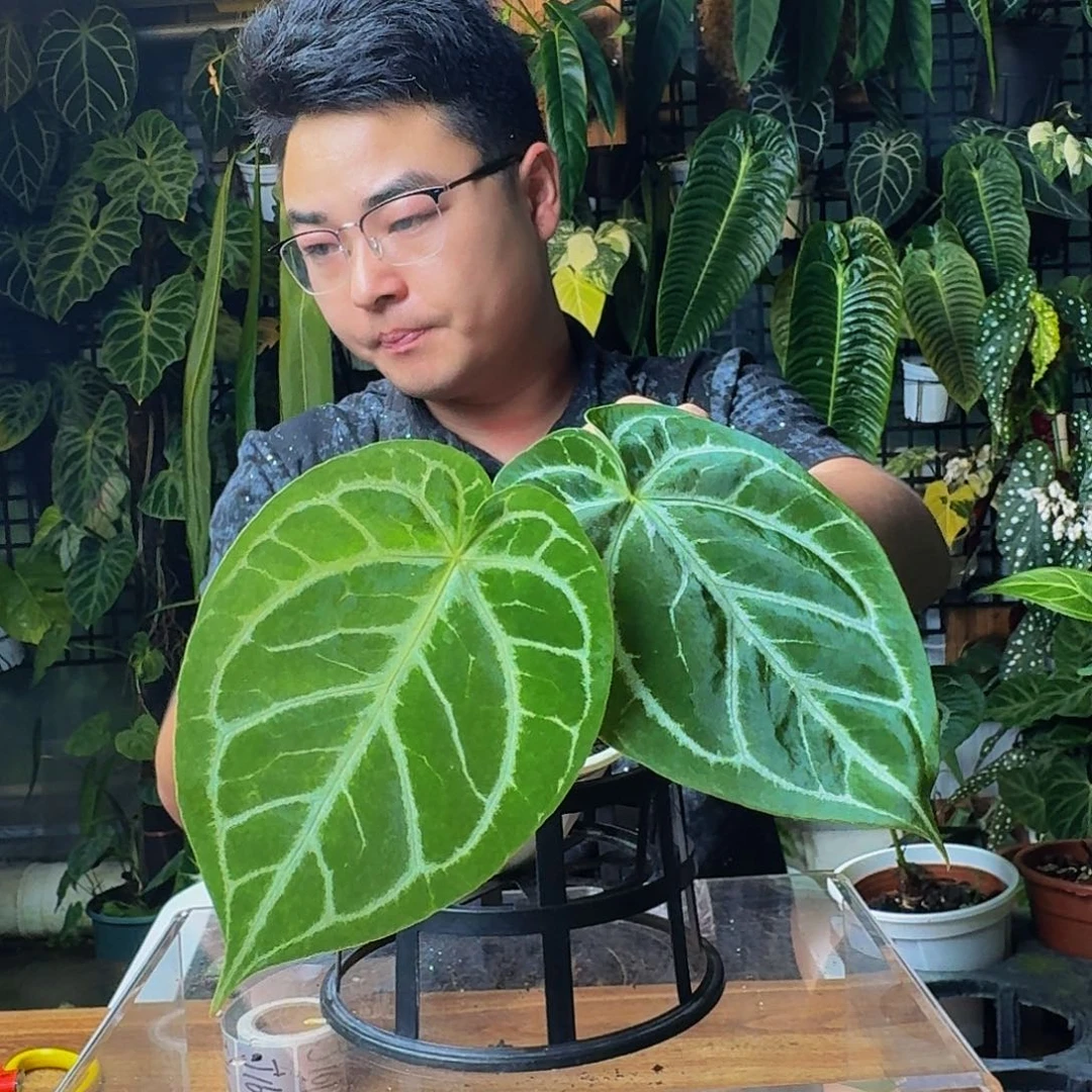 半***诗完全开放一物一拍J157