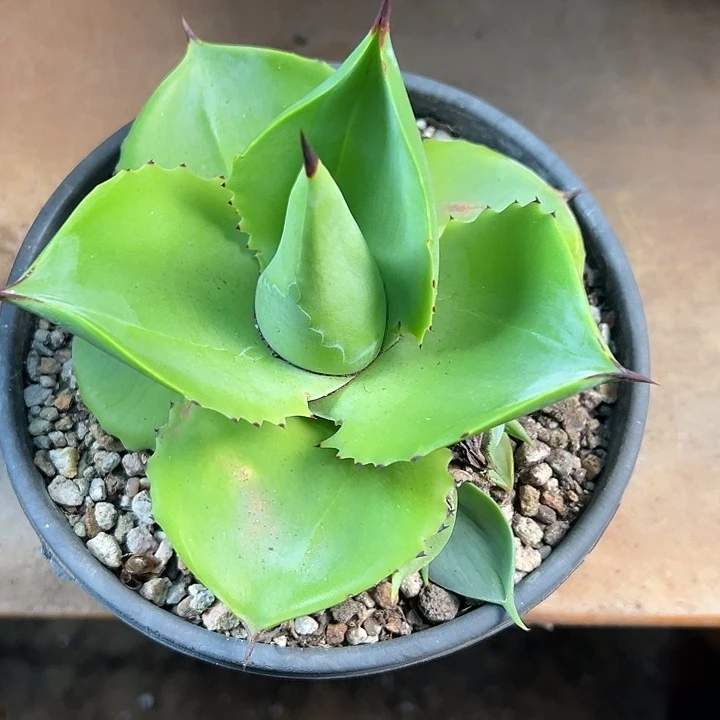 无花朵多肉植物飞碟龙舌兰