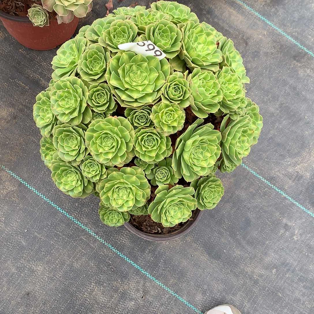 鑫***妈翡翠琉璃599多肉植物