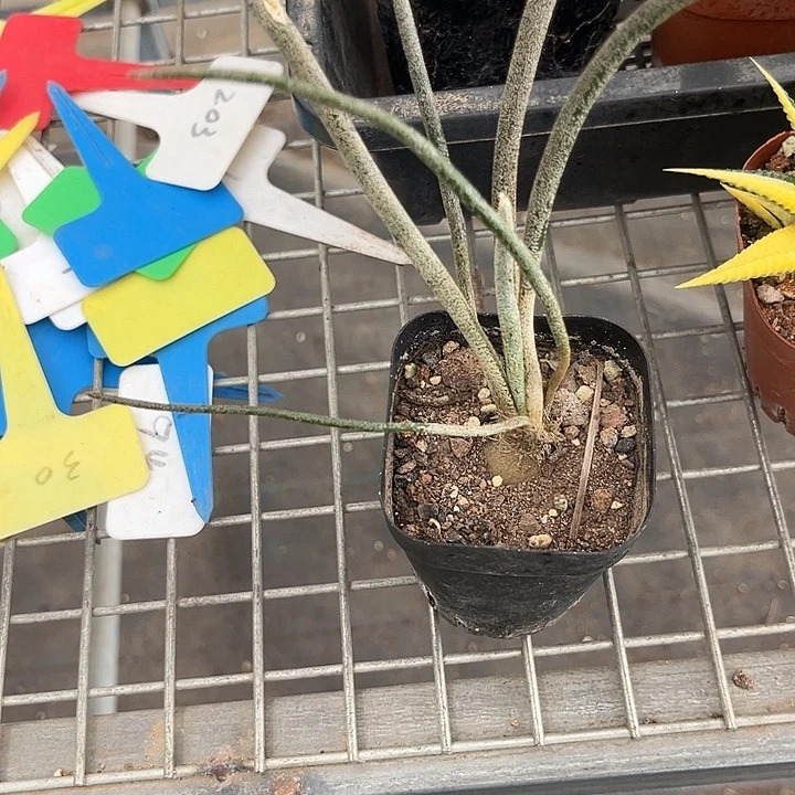 我的心好痛啊好想