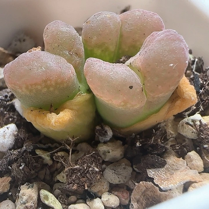 美美哒风铃004啦啦啦