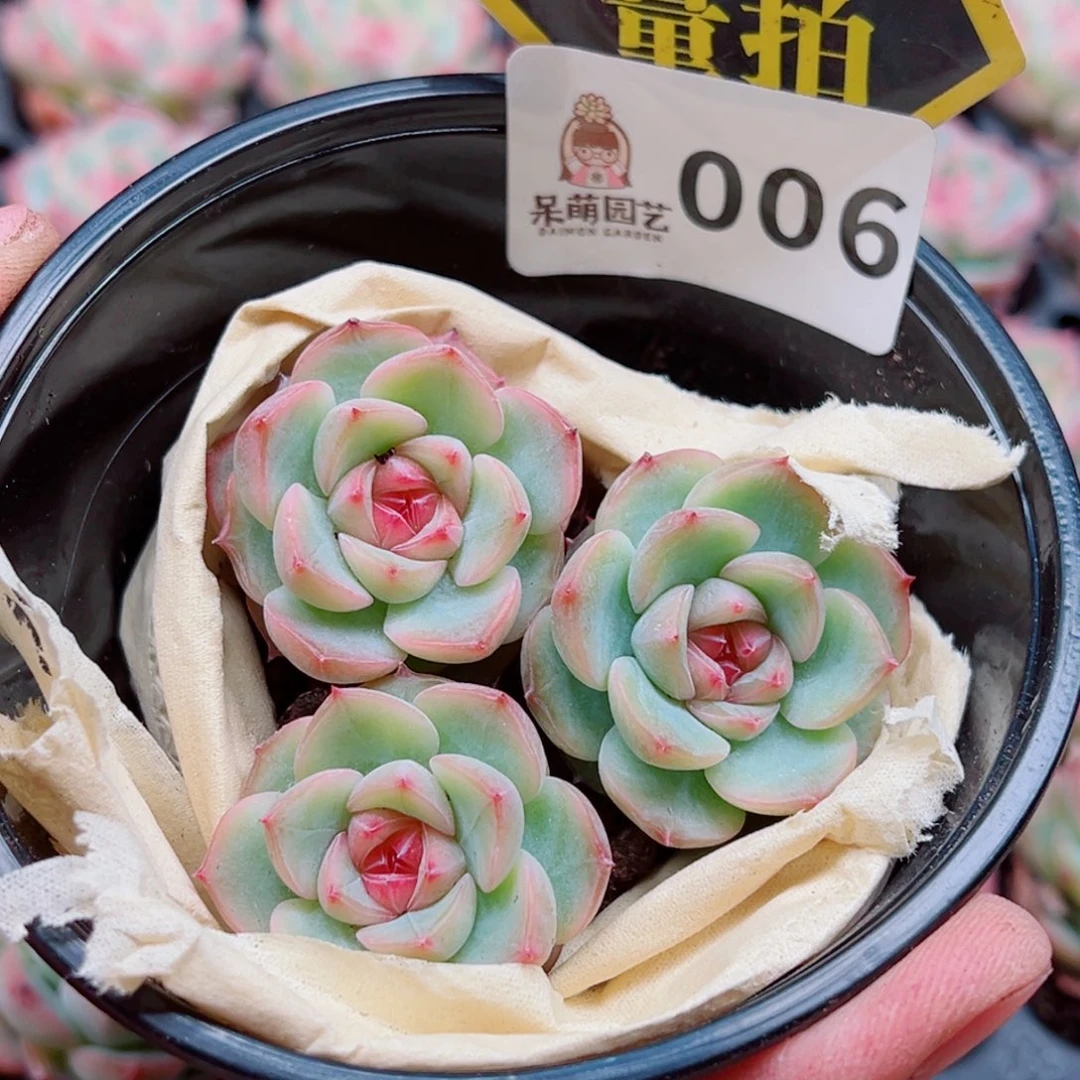 当前无花朵，栽培后可花朵