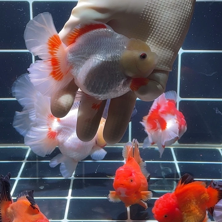 金鱼硬鳞兔伪十一红百褶泰狮