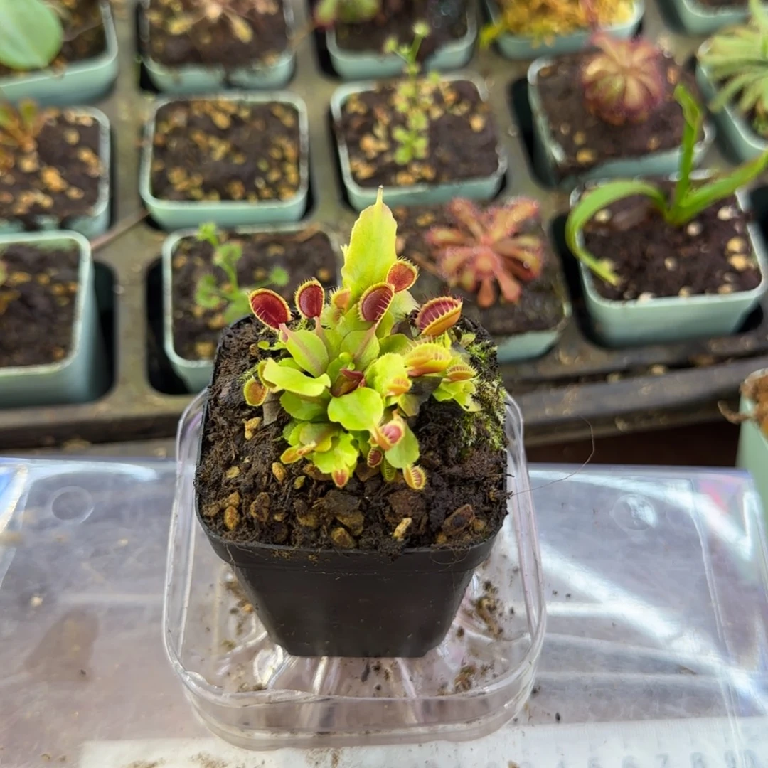 用***0完全开放杯夹捕蝇草