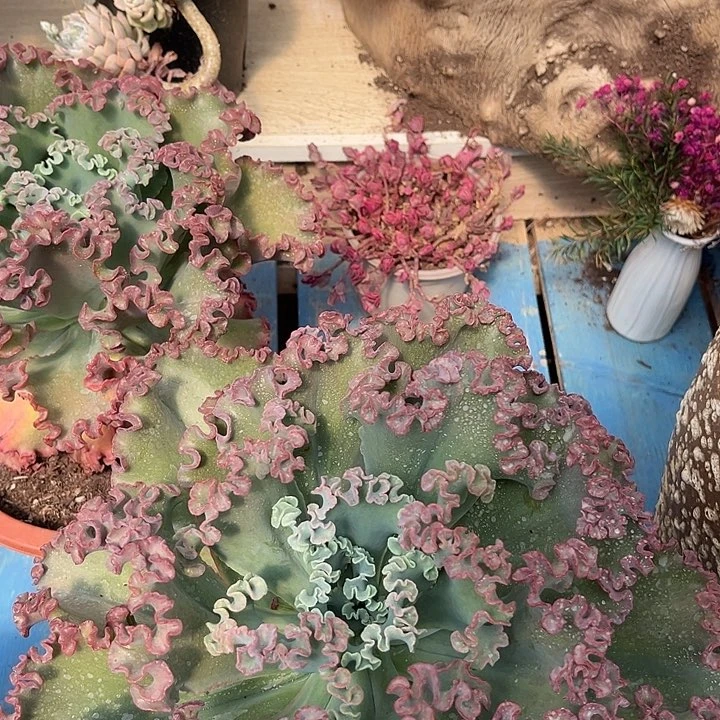 女王花丽12.88多肉植物