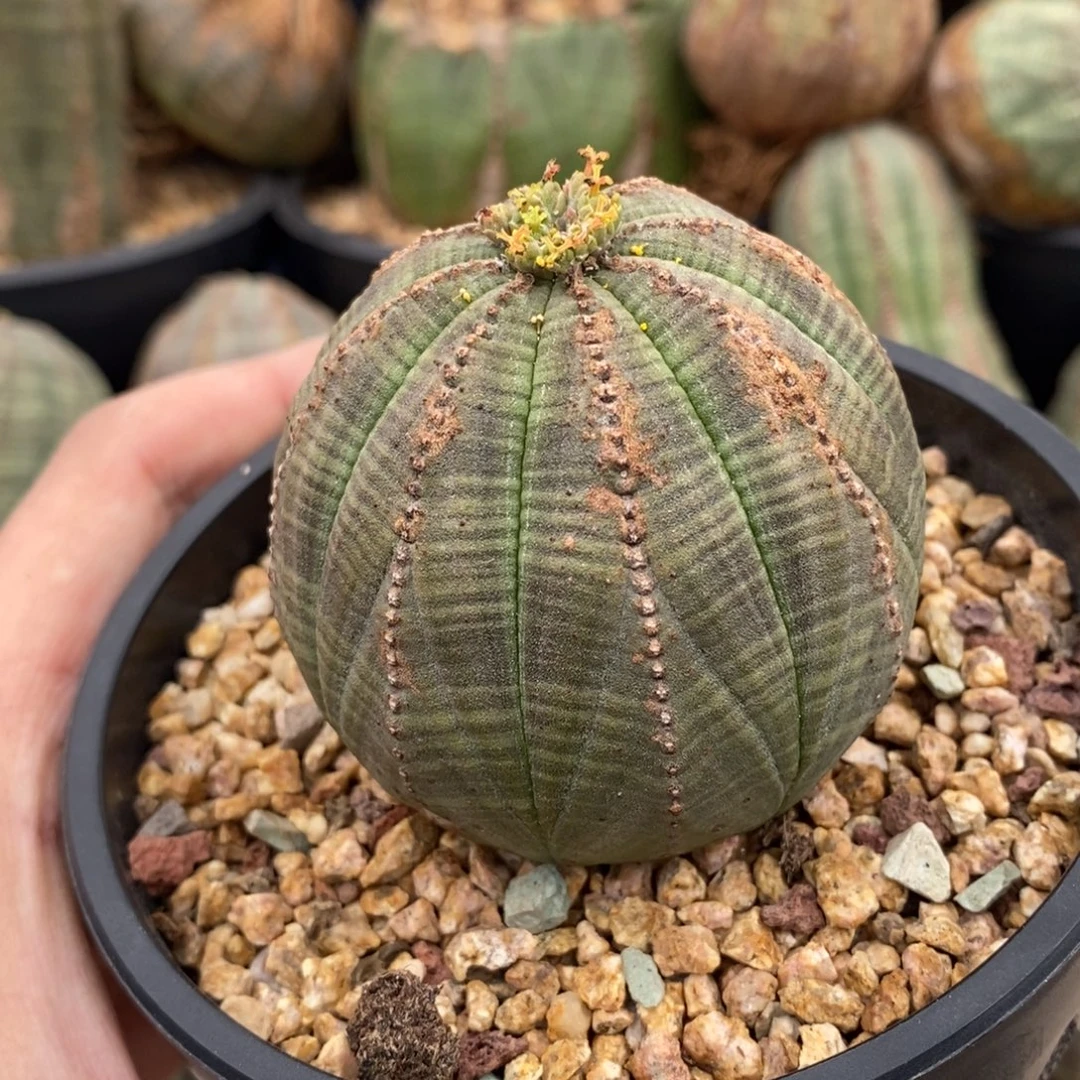 30 欧系实生布纹球多肉植物