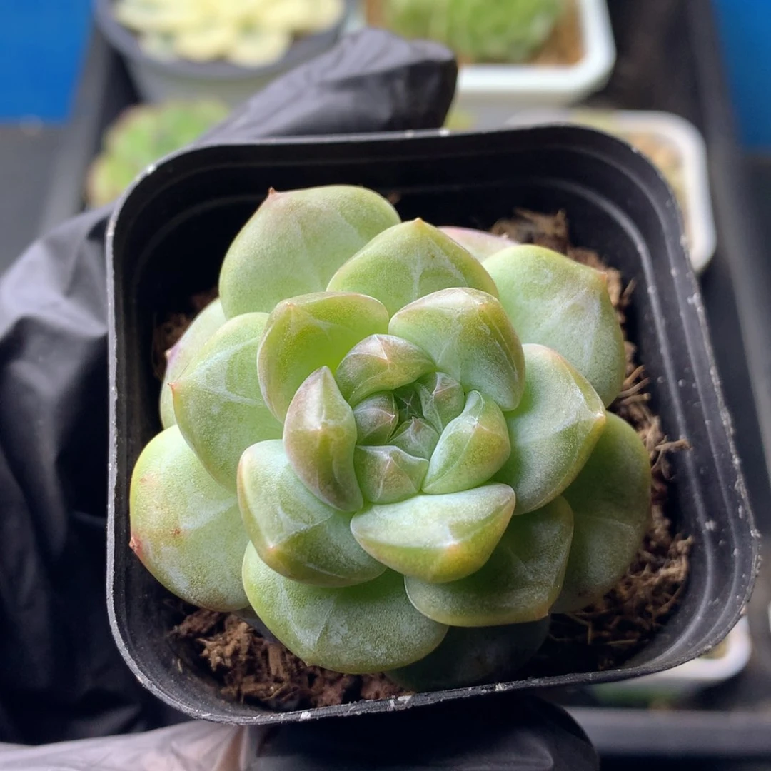 58包邮  群生不包整 26
