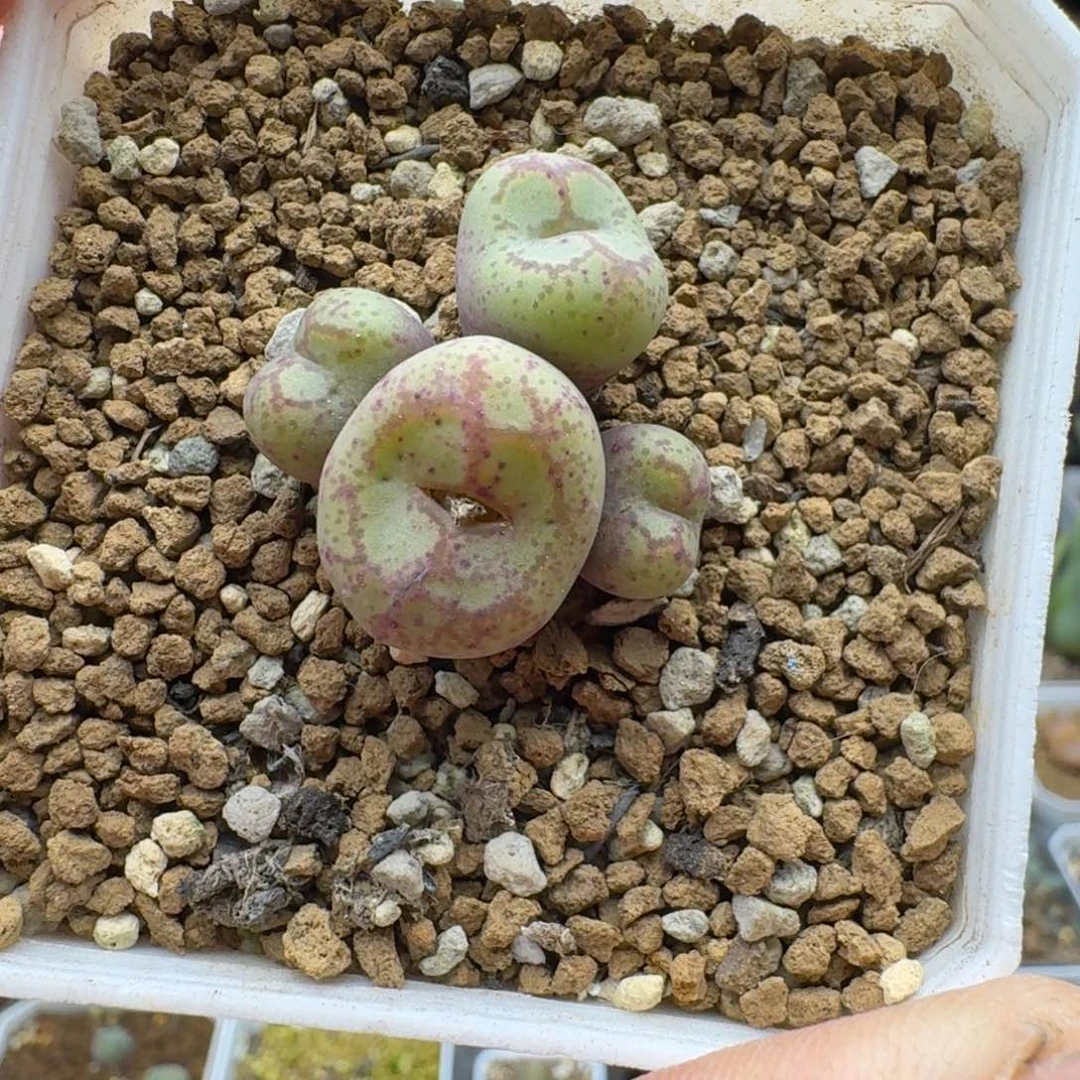 伍斯特猴多肉。